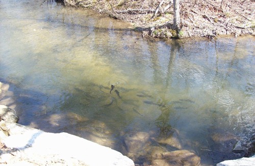 Hendersonville Cabin | Cabin in the Meadow-Peaceful 1BR 20Acre Rural Retreat-HotTub-WiFi-Near Asheville