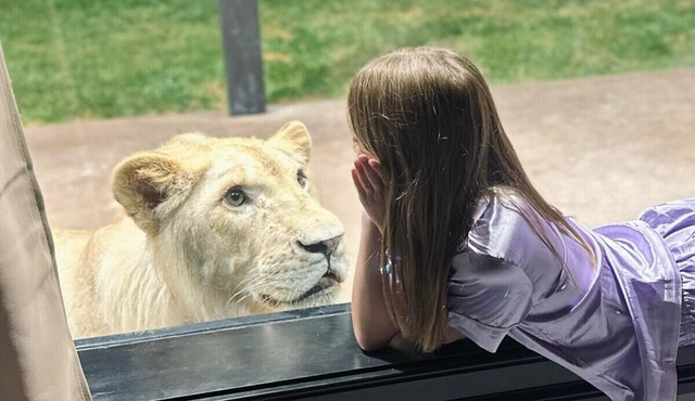Big Cat Bungalows at The Haven in Chittenango