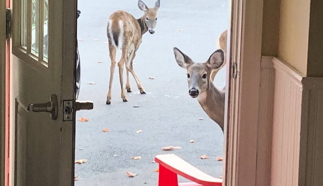 Deer Paradise in Quispamsis New Brunswick w/artist studio in Quispamsis