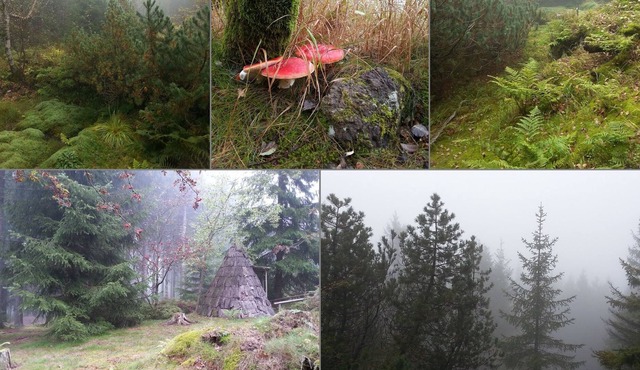 Tiny house paradise, 30sqm, 2 sleeping galleries, small kitchen, max. 3 people in Wustermark